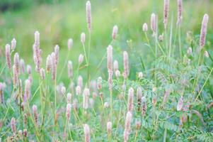 Wild bush on park outdoor photo