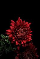 Close-up photo of red chrysanthemums indoors