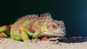 a colorful iguana posing against a dark background photo