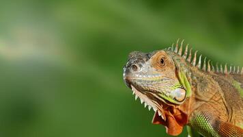 a portrait colorful iguana posing against a green background photo