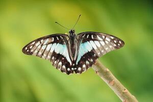 A Colorful Butterfly Graphium Doson photo