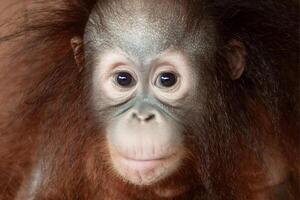 bebé orang utan o pongo Pygmaeus foto