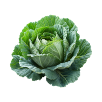 AI generated fresh cabbage isolated on transparent background png