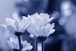 Chrysanthemum lavandulifolium flowers with yellow petals on Cyan Color Style photo