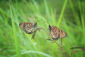 Two Orange Butterfly Acraea terpsicore photo