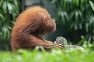 orang utan o pongo Pygmaeus foto