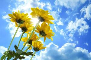 Chrysanthemum lavandulifolium flowers with yellow petals photo