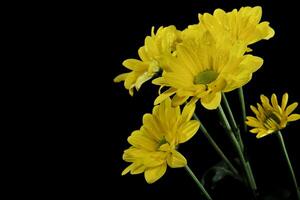 Chrysanthemum lavandulifolium flowers with yellow petals photo