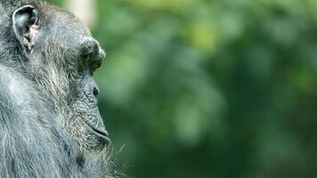 A Chimpanzee or Pan troglodytes photo