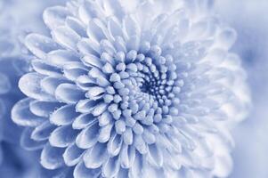 Green Chrysanthemum Flower in Cyan Color Style photo