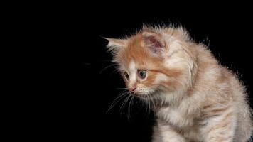 kitten of the Persian breed photo