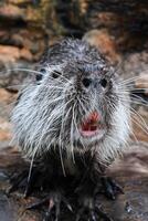 Water rat or Nutria Coypu photo