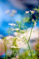 A beautiful picture of little Coriander tree photo