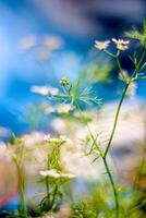 un hermosa imagen de pequeño cilantro árbol foto