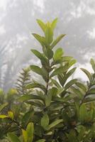 Some beautiful pictures of guava fruit and leaves photo