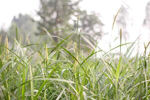 A beautiful picture of grass and grass flowers photo