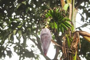 A beautiful picture of small banana and tree photo