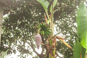 A beautiful picture of small banana and tree photo