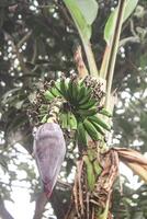 A beautiful picture of small banana and tree photo