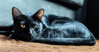 Portrait black cat sleep on wool carpet photo