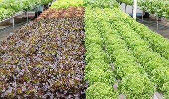 Red and green organic vegetable garden farm photo