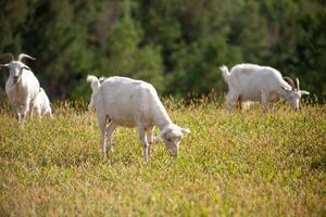A herd of goats grazes in the meadow. Farming. Self-walking goat. Farm pasture. Summer day. Goats eat grass. photo