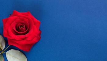 ai generado Rosa flor aislado en azul foto