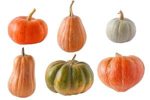 Set of different pumpkins isolated on a white background. Different varieties. Orange, green and gray pumpkin. Autumn harvest. Halloween and Thanksgiving food photo