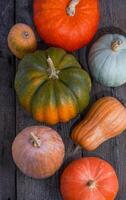 Set of different pumpkins background. Different varieties. Orange, green and gray pumpkin. Autumn harvest. Halloween and Thanksgiving food photo