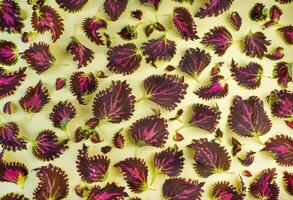 Coleus leaves and seedlings. Leaves pattern. Flower maze. Coleus is an indoor and outdoor plant with colorful leaves. Deciduous background. Leaf and shoot top view photo