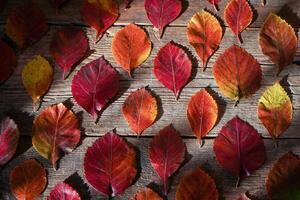 Autumn background. Red, orange leaves from trees on a wooden background. photo