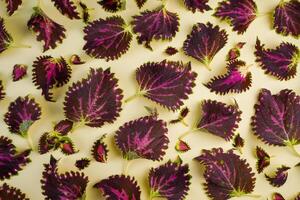 Coleus leaves and seedlings. Leaves pattern. Flower maze. Coleus is an indoor and outdoor plant with colorful leaves. Deciduous background. Leaf and shoot top view photo