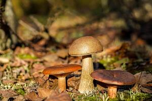 boleto. comestible hongos. comida antecedentes. bosque en otoño. naturaleza. recoger hongos. seta foto