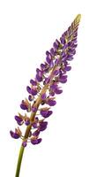 Purple lupine isolated on white background. Lupine summer wildflower bud. Lilac wild flower photo