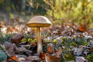 boleto. comestible hongos. comida antecedentes. bosque en otoño. naturaleza. recoger hongos. seta foto