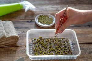 Grow microgreen. Daikon seeds. Sprout Japanese radish on a linen mat in a plastic tray. Seedling. Home garden. Urban gardening. Hobby. A hand with tweezers holds a seed. Microgreen for Vegan food photo