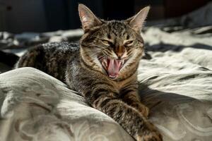 Yawning cat. A funny mouth and a smile. Yawn. Close-up portrait of a tabby domestic cat that sleeps on a bed at home. Animal. American shorthair cat. Fluffy kitten photo