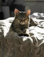 de cerca retrato de un atigrado Doméstico gato ese duerme en un cama a hogar. grave y enfocado animal. iluminar desde el fondo. americano cabello corto gato. mullido gatito foto