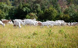 A herd of goats grazes in the meadow. Farming. Self-walking goat. Farm pasture. Summer day. Goats eat grass. photo