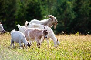 A herd of goats grazes in the meadow. Farming. Self-walking goat. Farm pasture. Summer day. Goats eat grass. photo