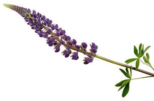 Purple lupine isolated. Summer field wild flower photo