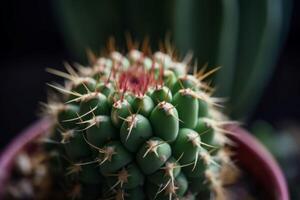 AI generated Cactus succulent potted plant closeup. Generate ai photo