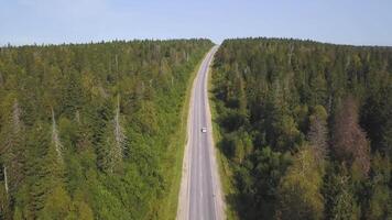 volante al di sopra di il bellissimo foresta alberi e strada. sparo. aereo Visualizza. auto su un' avvolgimento strada nel il colline. aereo telecamera sparo. paesaggio panorama. aereo Visualizza volante al di sopra di vecchio rattoppato Due corsia foresta strada video