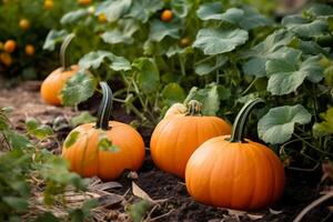 AI generated Pumpkins growing in garden. Generate ai photo