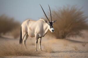 ai generado orix antílope salvaje en peligro de extinción especies. generar ai foto