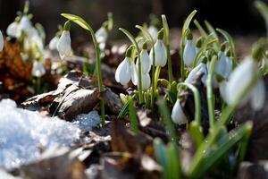 Flowers snowdrops in garden, sunlight. First beautiful snowdrops in spring. Common snowdrop blooming. Galanthus nivalis bloom in spring forest. Snowdrops close up photo