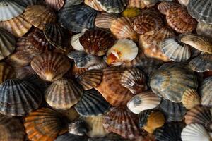 Summer background pattern from seashells. Shell close-up. Ocean coast. Seashells background. photo