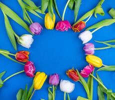 Round frame of tulips with place for text. Mix of spring tulips flowers. Blue background with flowers tulips close-up different colors. Multi-colored spring flower. Gift. Red, pink, white and yellow. photo