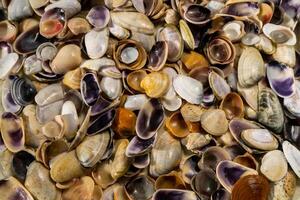 verano antecedentes modelo desde conchas marinas cáscara de cerca. Oceano costa. conchas marinas antecedentes. foto