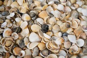 Summer background pattern from seashells. Shell close-up. Ocean coast. Seashells background. photo